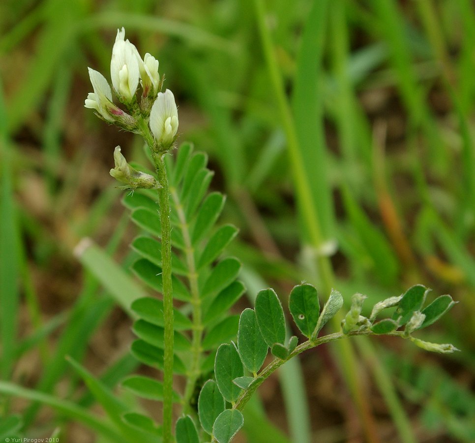 Image of Astragalus hamosus specimen.