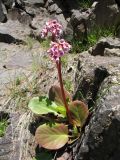 Bergenia crassifolia. Цветущее растение. Восточный Казахстан, Южный Алтай, хр. Сарымсакты, сев. сторона пер. Бурхат, ≈ 2000 м н.у.м., скалы на склоне зап. экспозиции. 22 июня 2019 г.