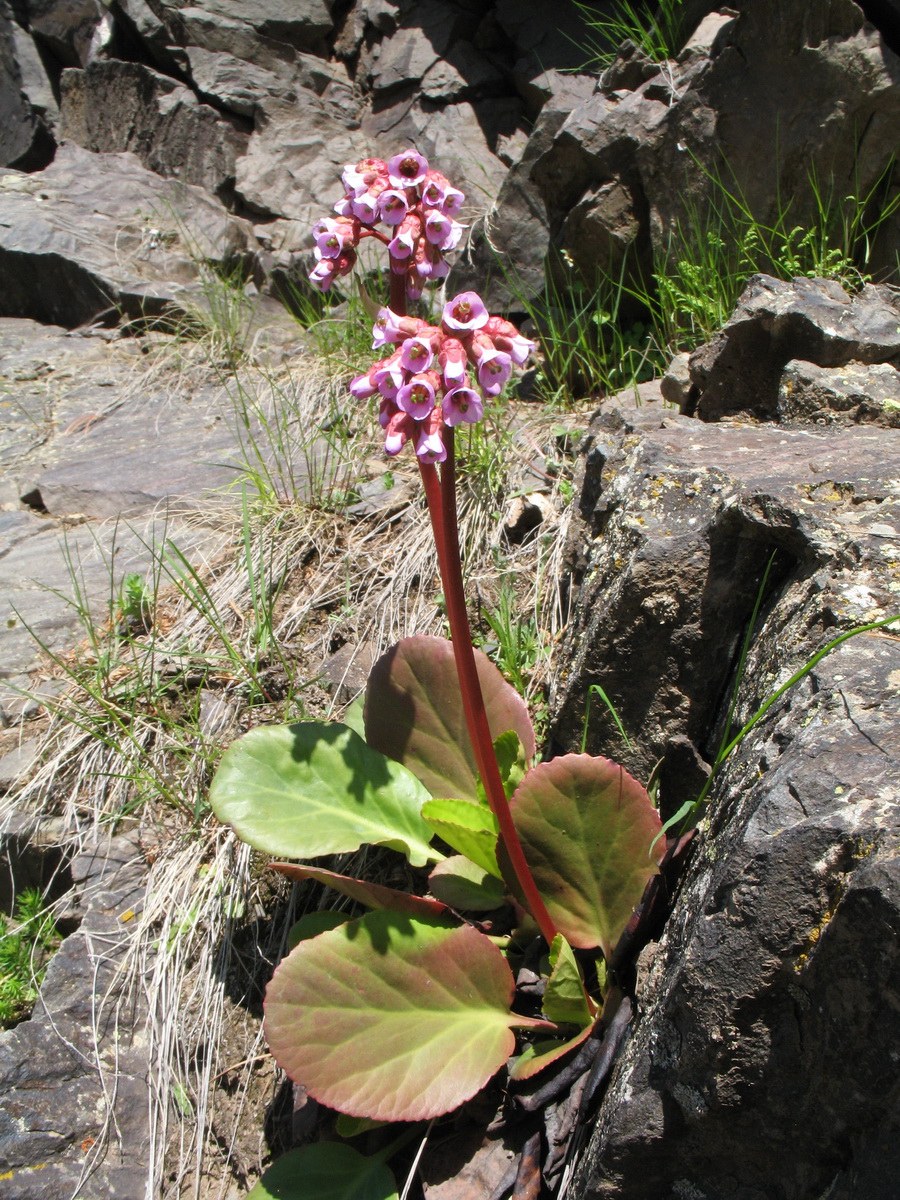 Изображение особи Bergenia crassifolia.