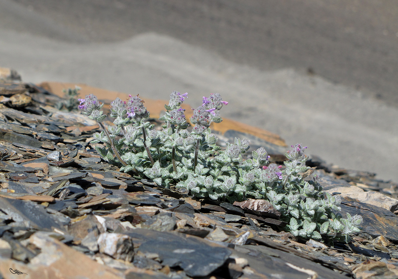 Image of Nepeta kokanica specimen.