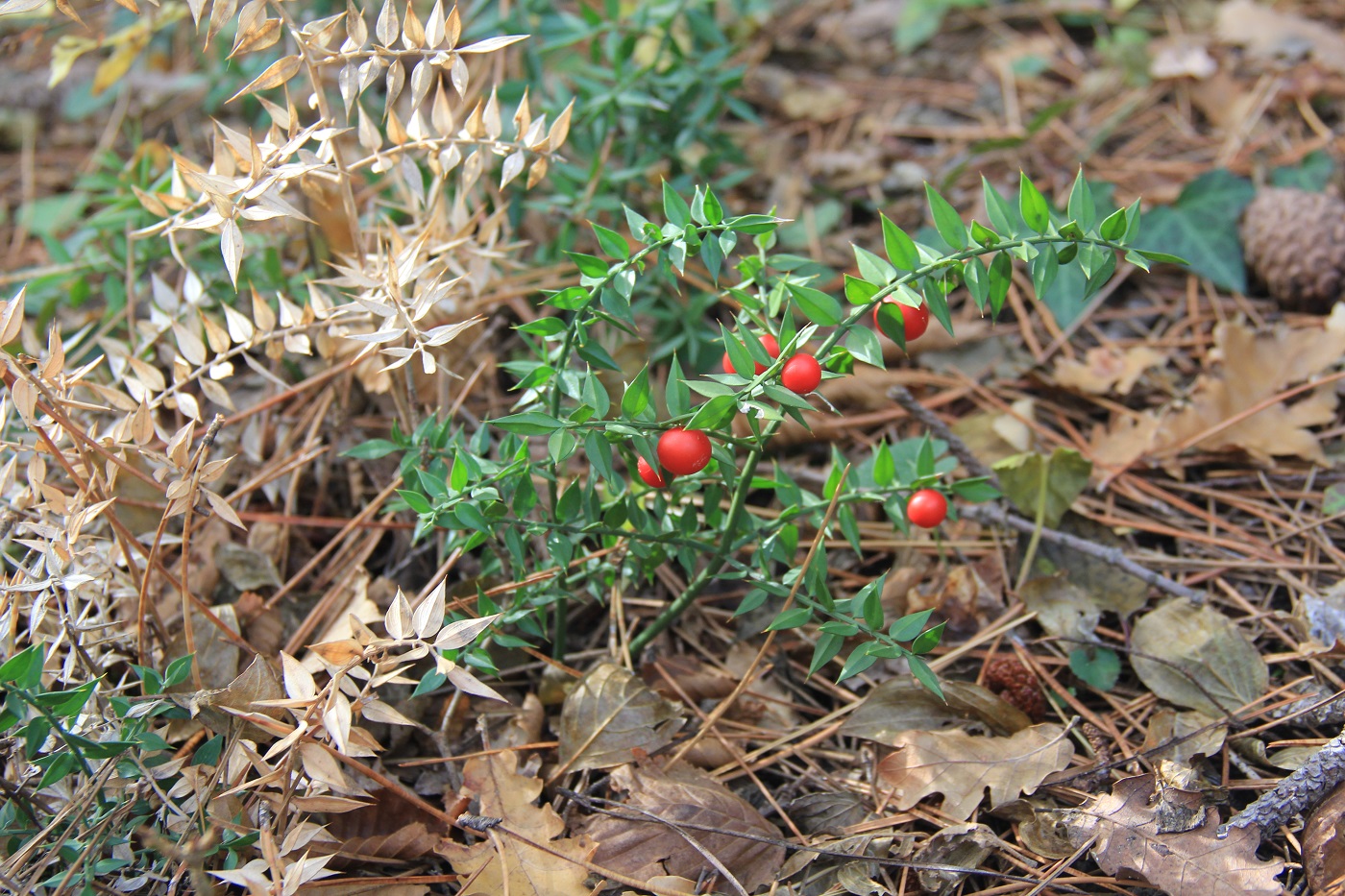 Изображение особи Ruscus aculeatus.