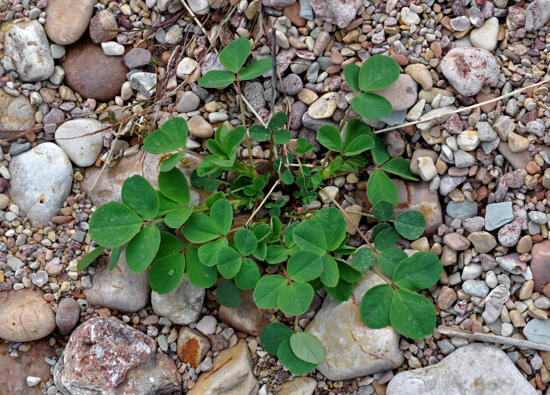 Изображение особи род Melilotus.