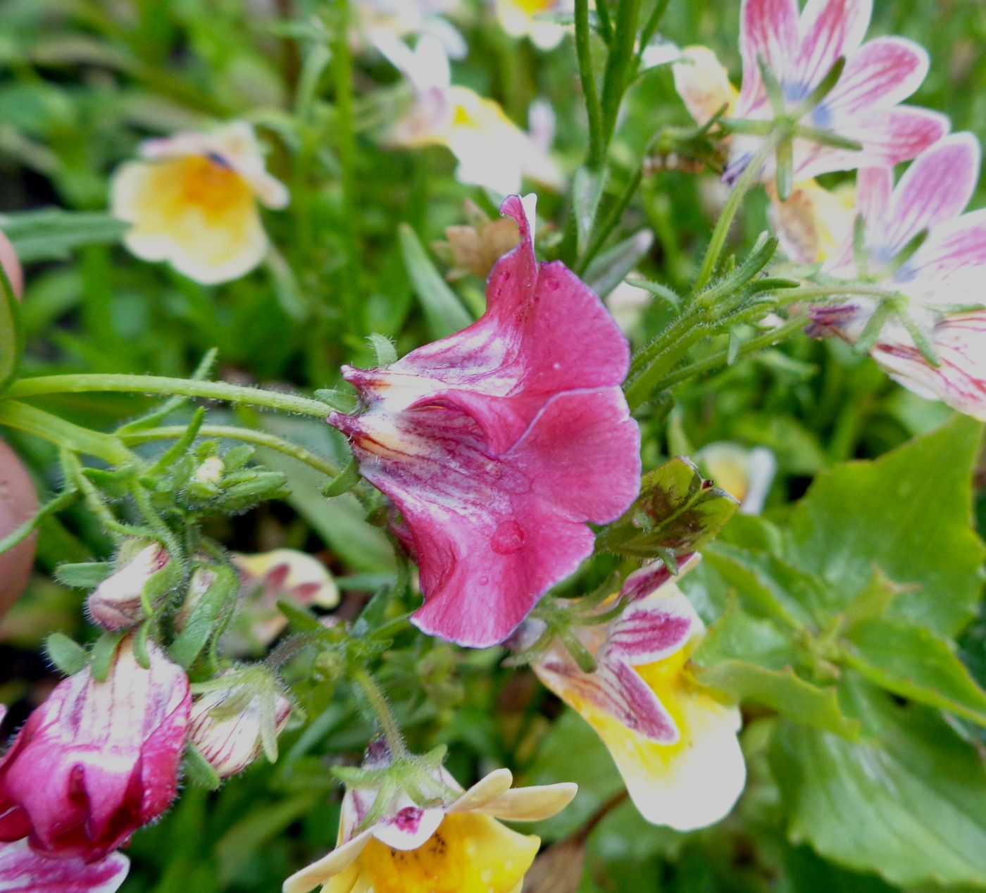 Изображение особи Nemesia strumosa.