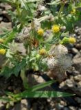 Senecio vulgaris. Верхушка побега с соцветиями и соплодиями. Приморский край, г. Артём, оул. Кирова, р-н ост. 17-й км, обочина. 06.08.2019.