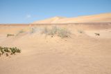 Acanthosicyos horridus. Плодоносящие растения. Намибия, регион Erongo, ок. 5 км к югу от г. Свакопмунд, пустыня Намиб, национальный парк \"Dorob\", незакреплённые пески. 01.03.2020.