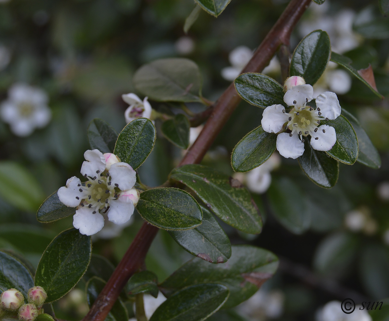 Image of Cotoneaster dammeri specimen.