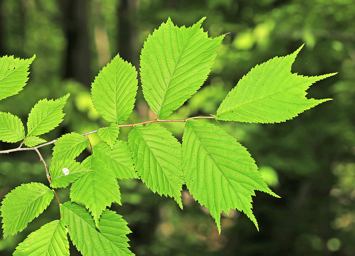 Изображение особи Ulmus laciniata.