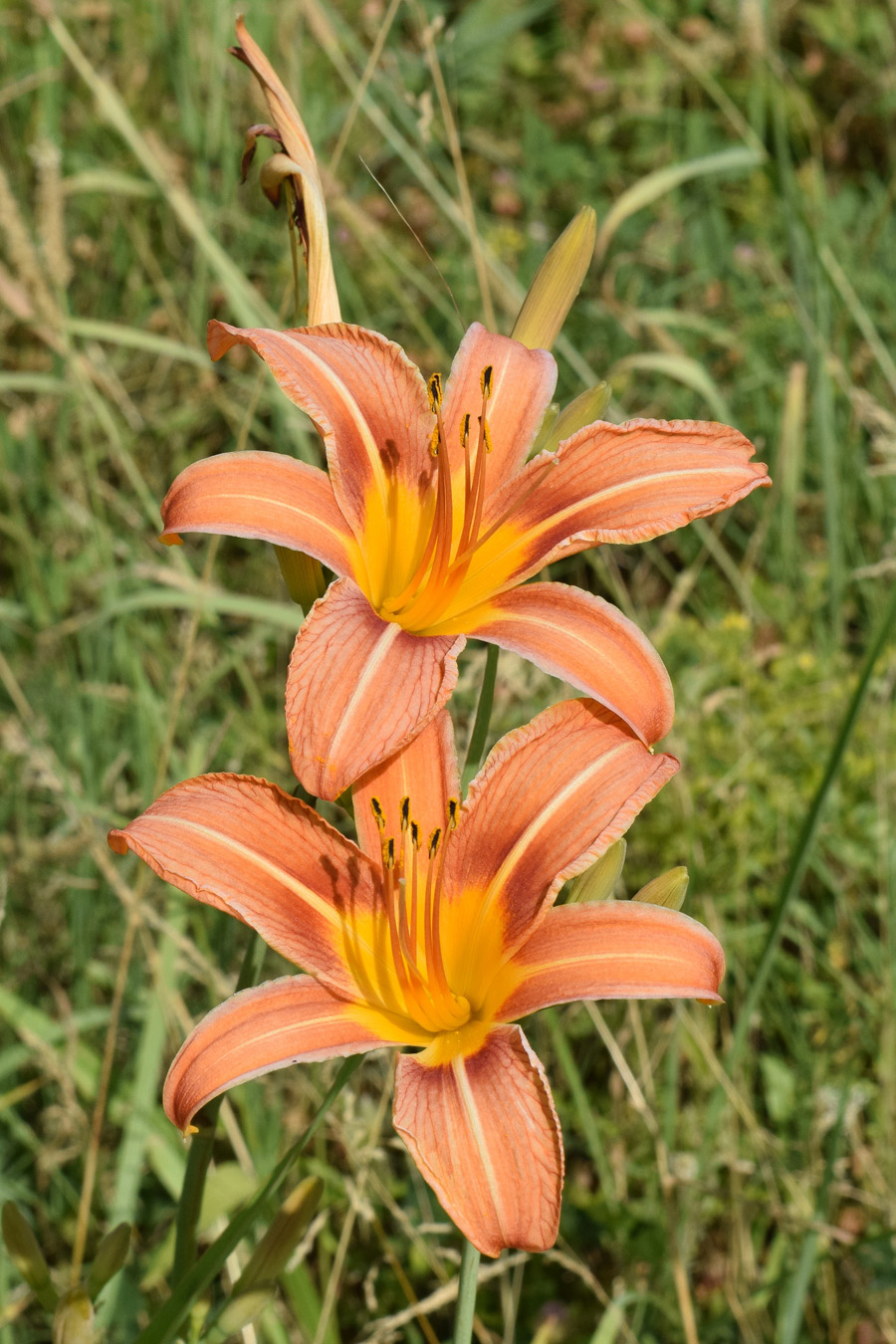 Image of Hemerocallis fulva specimen.