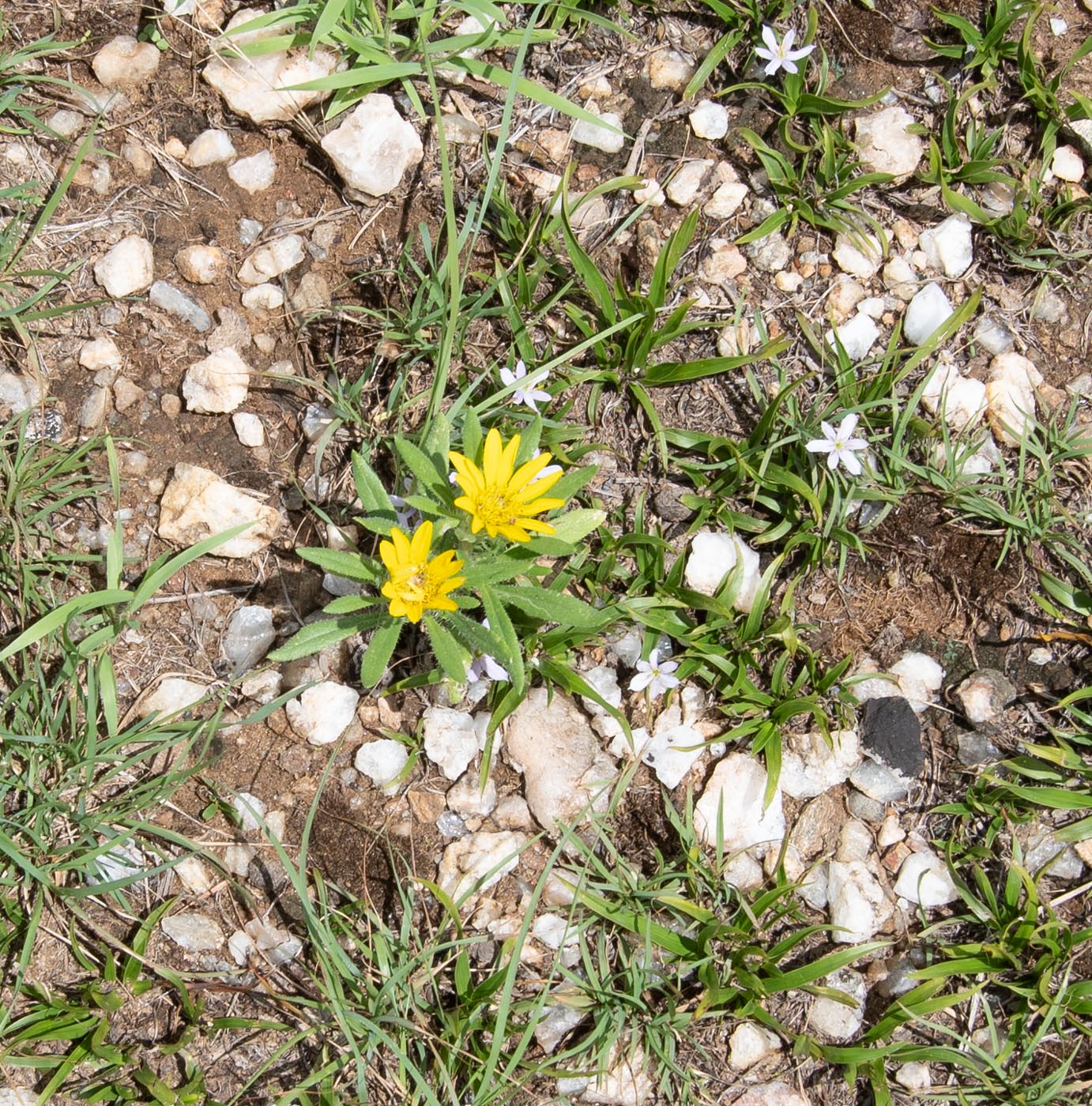 Изображение особи Hirpicium gazanioides.