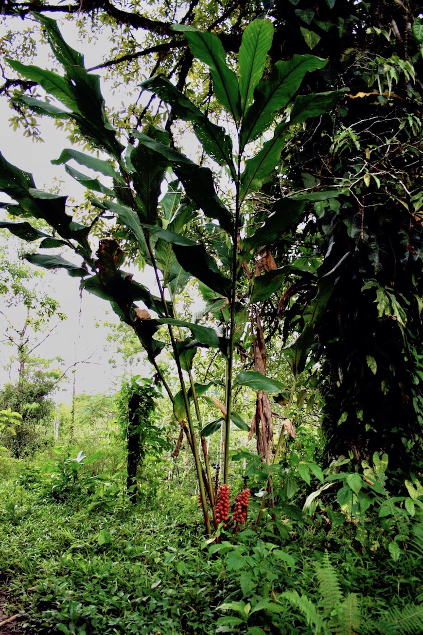 Image of Renealmia alpinia specimen.