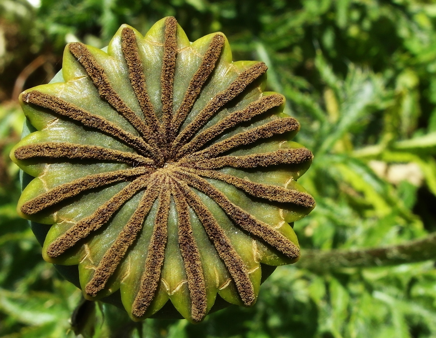 Image of Papaver setiferum specimen.