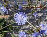 Cichorium intybus