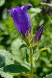 Campanula latifolia. Верхушка цветущего растения. Адыгея, Кавказский биосферный заповедник, плато Лаго-Наки, 2030 м н.у.м., субальпийский луг. 04.07.2020.