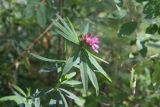 Trifolium lupinaster