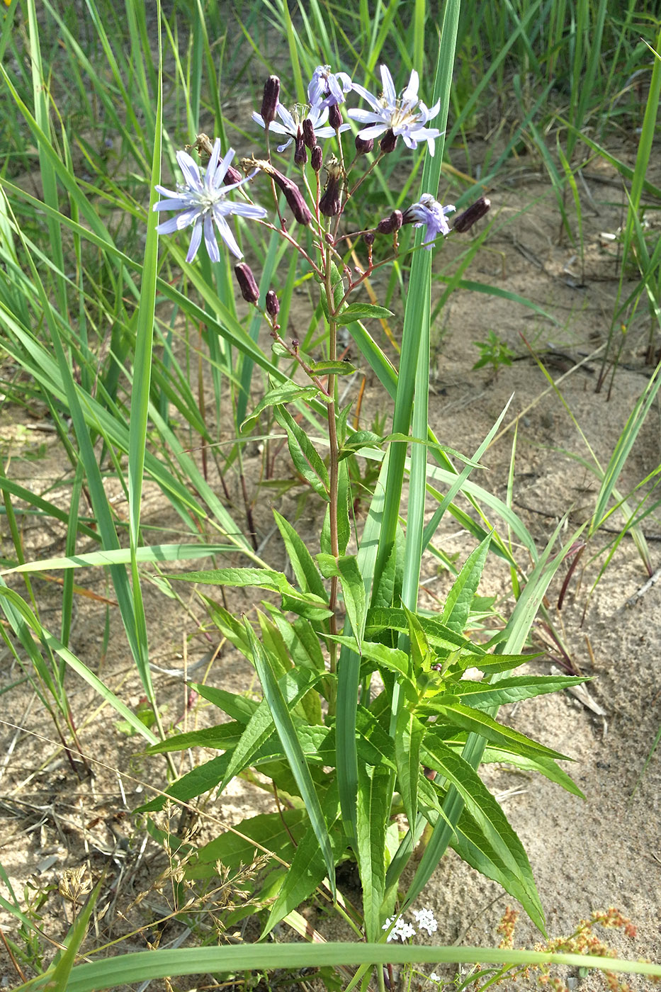 Изображение особи Lactuca sibirica.