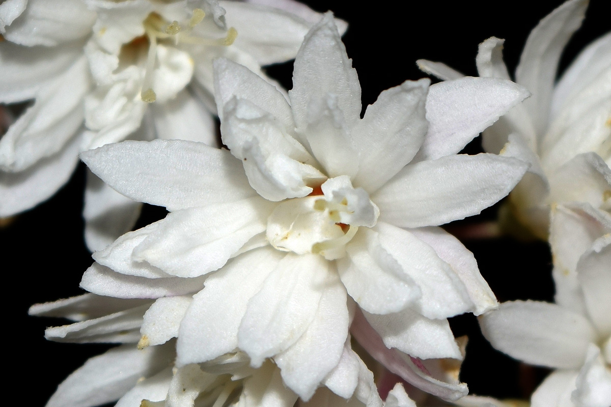 Изображение особи род Deutzia.