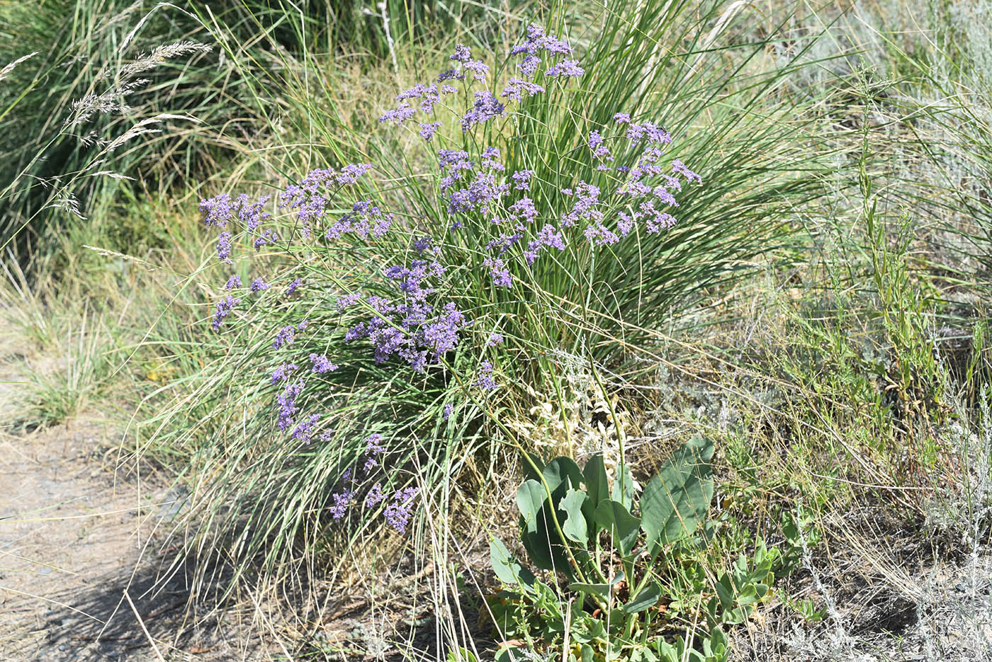 Image of Limonium gmelinii specimen.