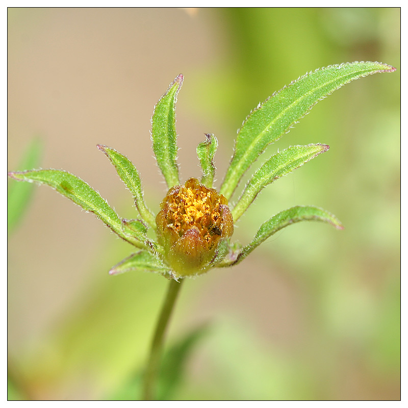 Image of Bidens frondosa specimen.