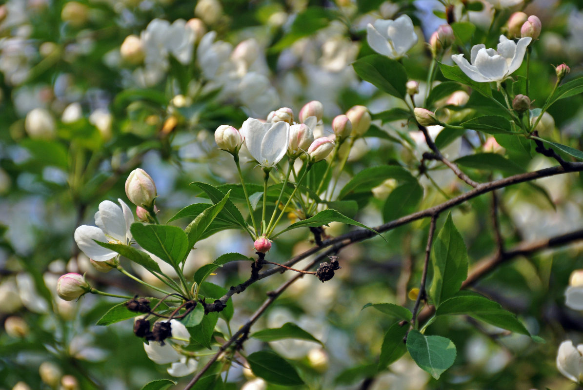 Image of Malus prunifolia specimen.