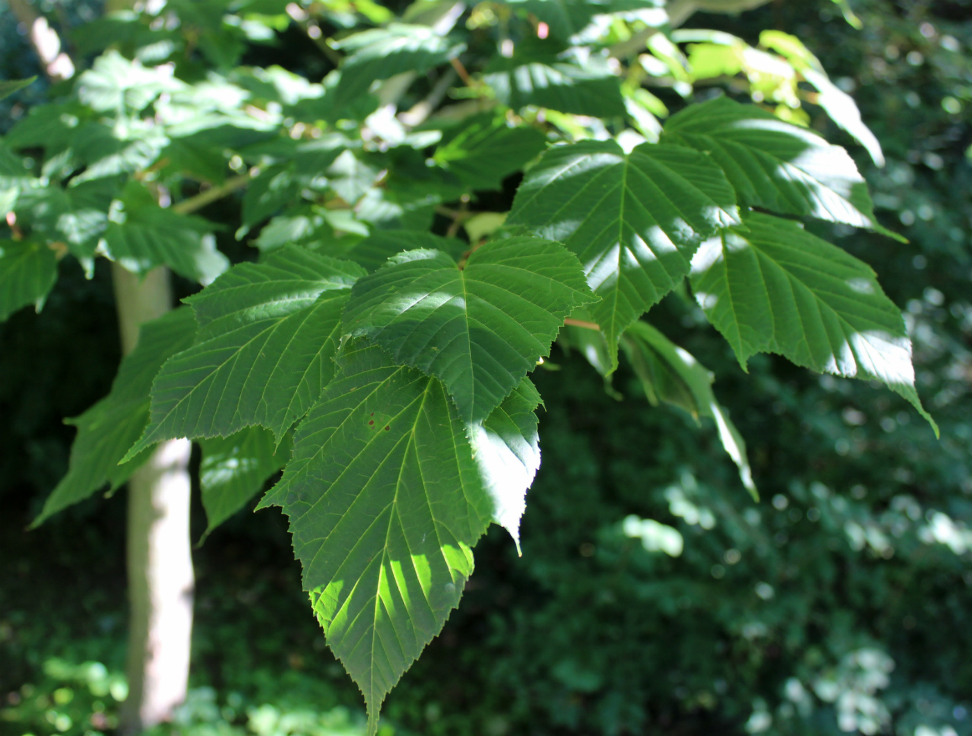 Image of Acer capillipes specimen.