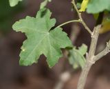 Malva acerifolia. Часть ветки. Испания, автономное сообщество Канарские о-ва, о-в Фуэртевентура, провинция Las Palmas, муниципалитет Pajara, пос. La Lajita, \"Оазис-Парк\", ботанический сад, reserva de plantas autoctonas. 08.06.2019.