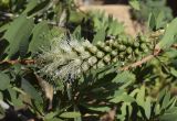 Callistemon citrinus