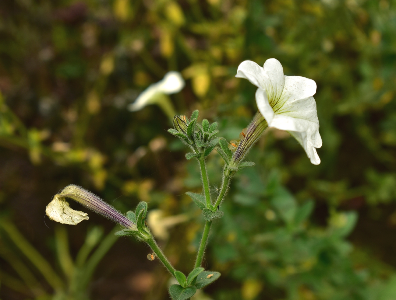 Image of Petunia × atkinsiana specimen.