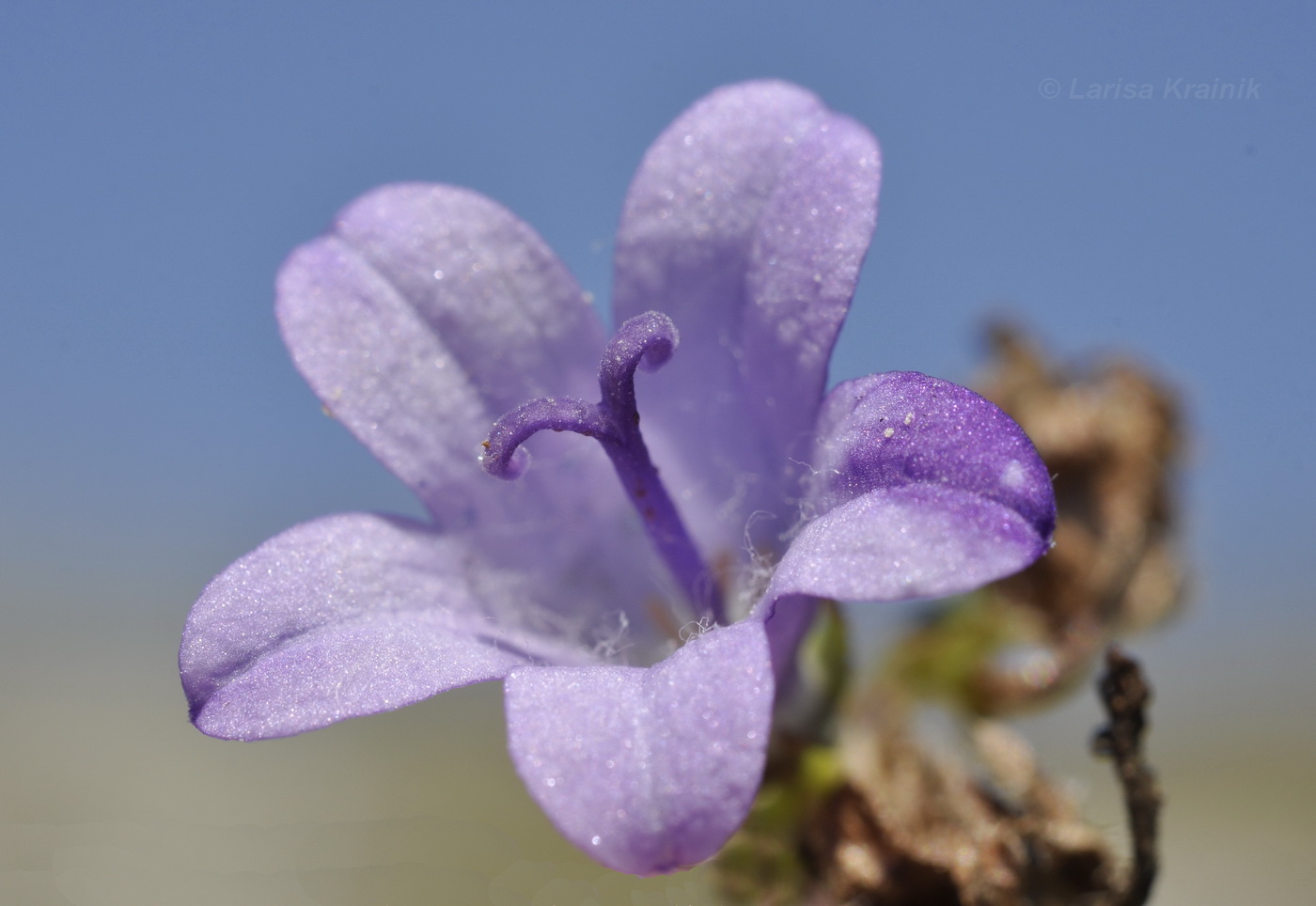 Image of Campanula taurica specimen.