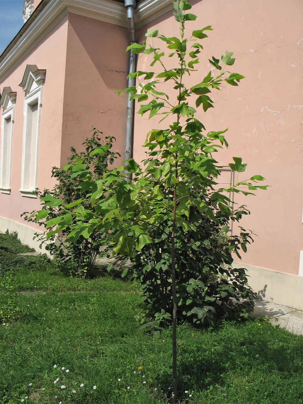 Image of Liriodendron chinense specimen.