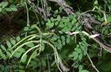 Astragalus variegatus