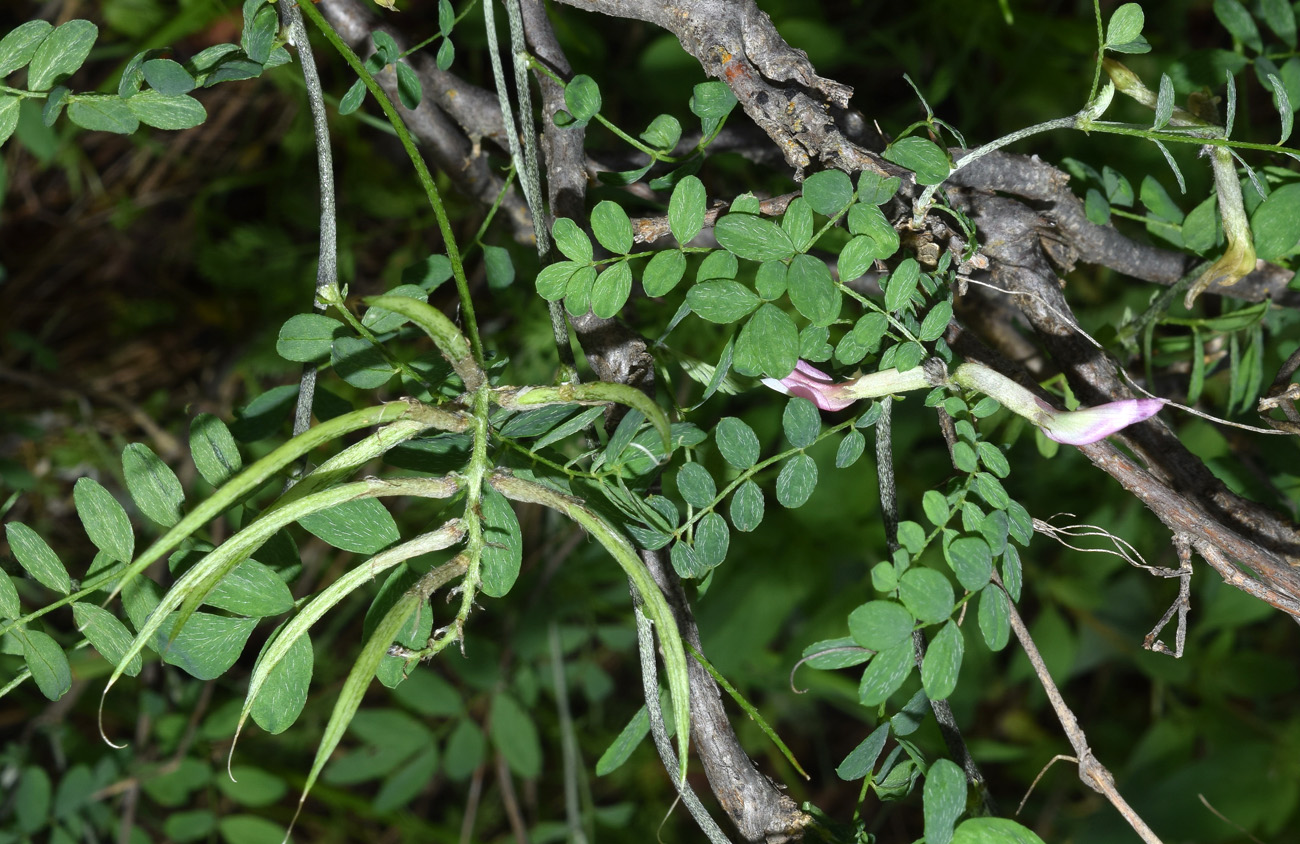 Изображение особи Astragalus variegatus.