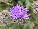 Centaurea cephalariifolia. Соцветие. Испания, автономное сообщество Каталония, провинция Барселона, комарка Бергеда, муниципалитет Сальдес, подножие горы Педрафорка, окр. смотр. площадки \"Гресолет\", 1557 м н.у.м., разнотравье на небольшом плато. 16.07.2020.