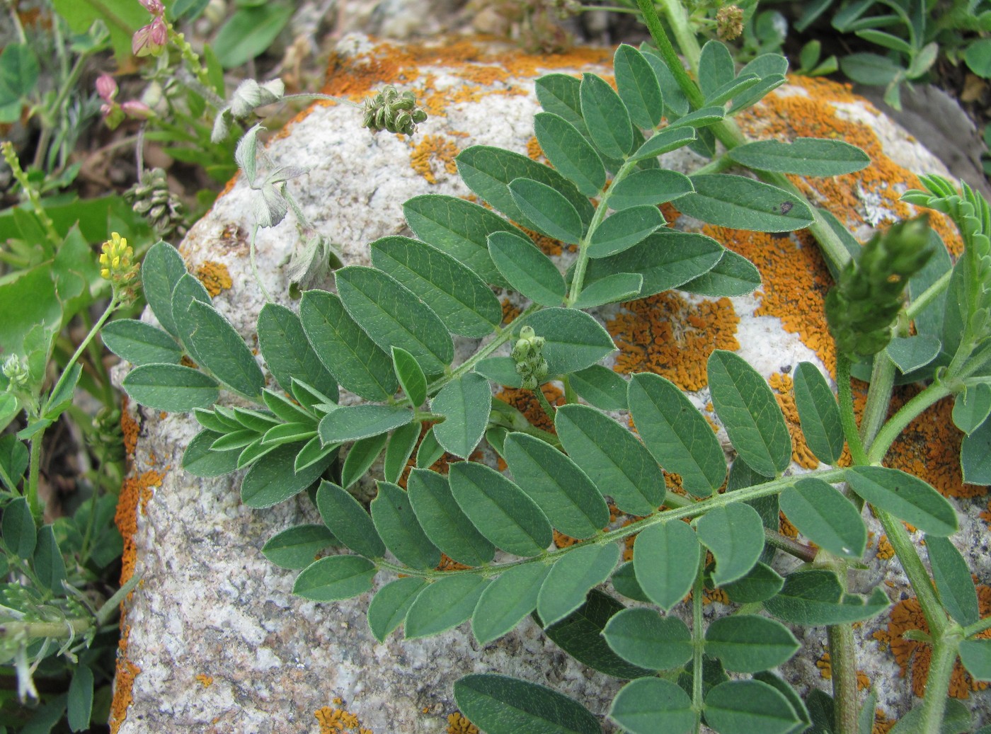 Изображение особи Astragalus cicer.