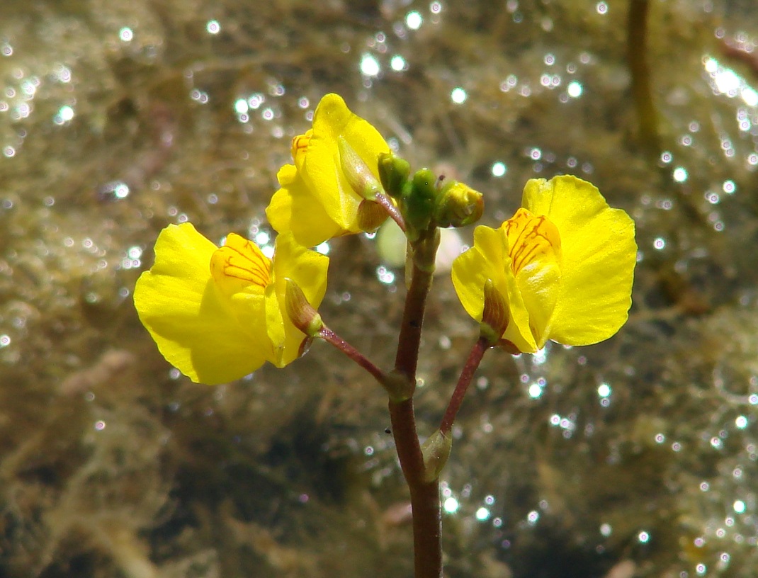 Image of Utricularia vulgaris specimen.