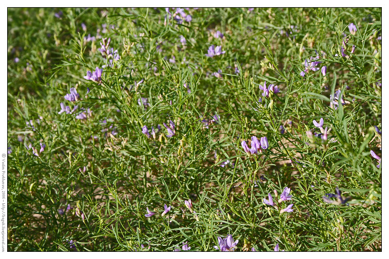 Image of Astragalus arenarius specimen.