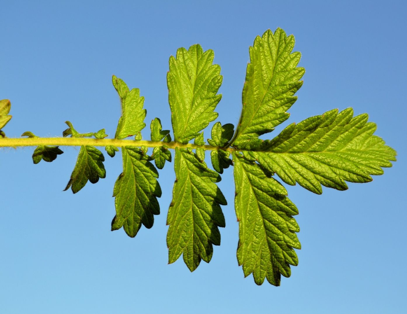 Image of Agrimonia eupatoria specimen.