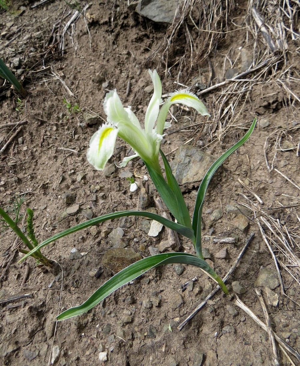 Изображение особи Juno linifoliiformis.