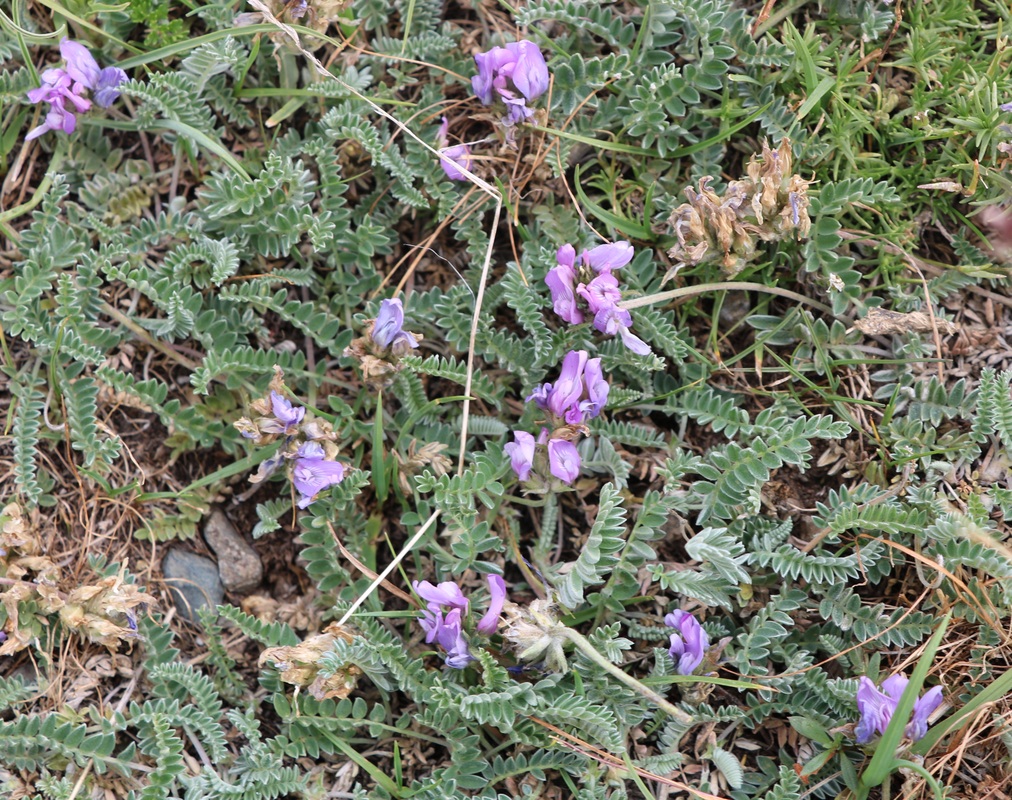 Image of genus Astragalus specimen.
