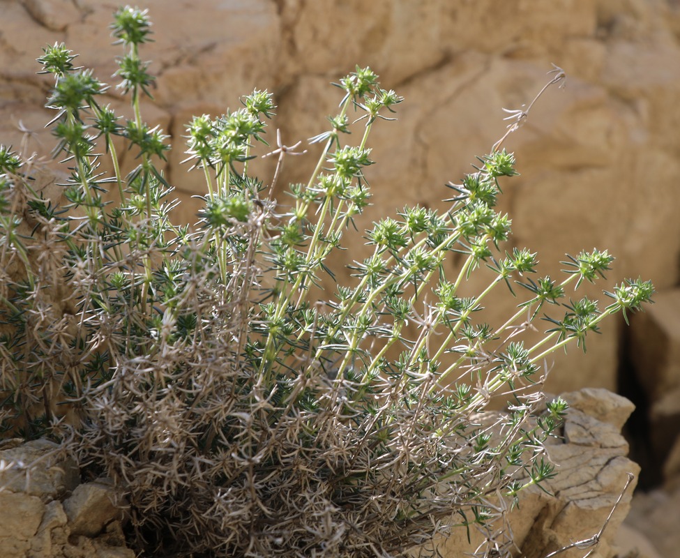 Image of Asperula glomerata specimen.