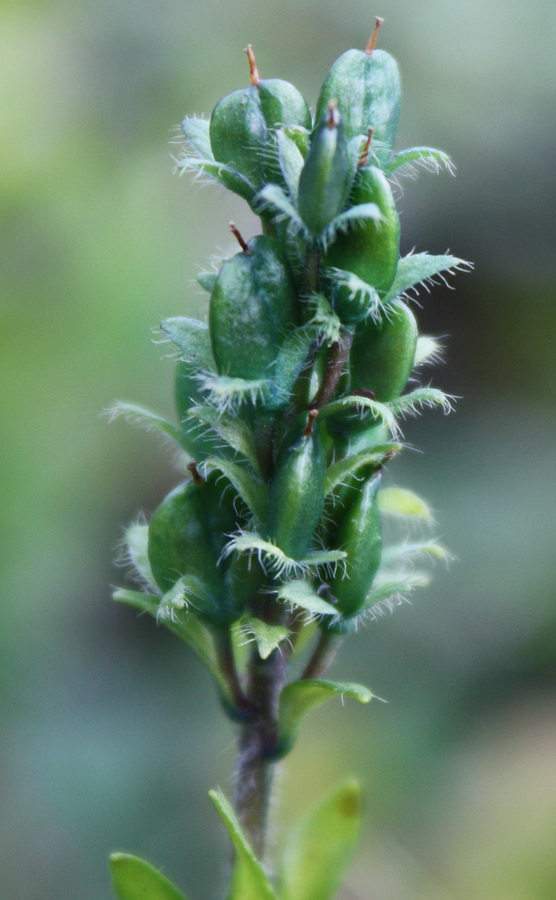 Image of Veronica alpina specimen.