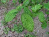 Swida australis. Верхушки побегов с листьями, поражёнными хлорозом. Краснодарский край, Абинский р-н, ст-ца Холмская, берег р. Хабль. 05.05.2020.