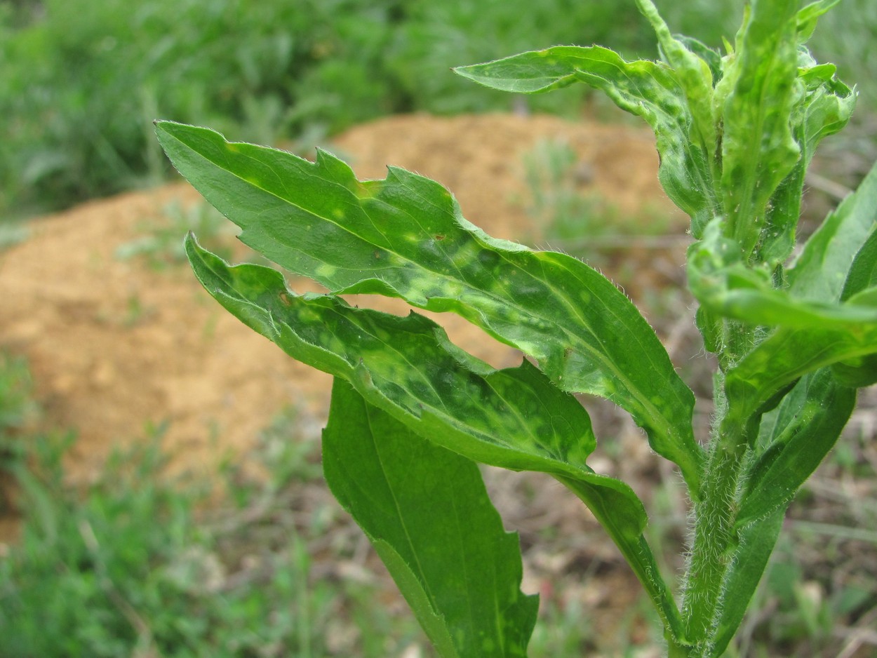 Image of Erigeron annuus specimen.