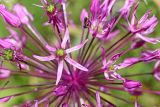 Allium taeniopetalum