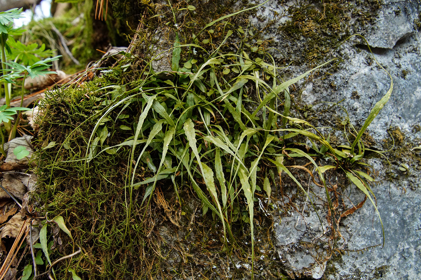 Image of Camptosorus sibiricus specimen.