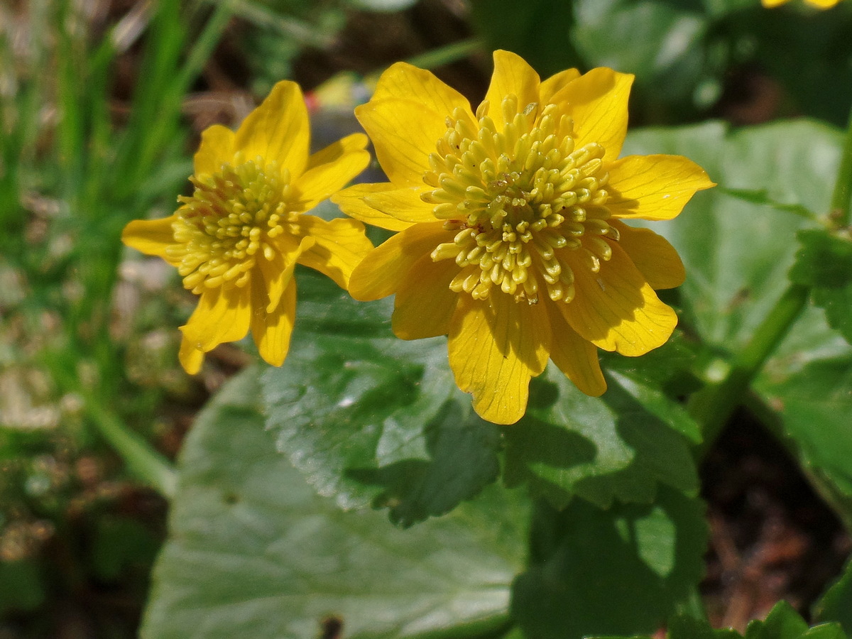 Изображение особи Caltha palustris.