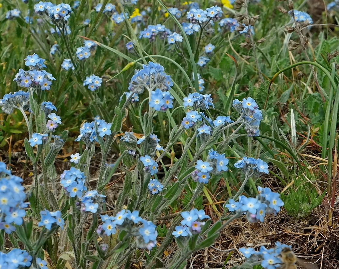 Image of genus Myosotis specimen.