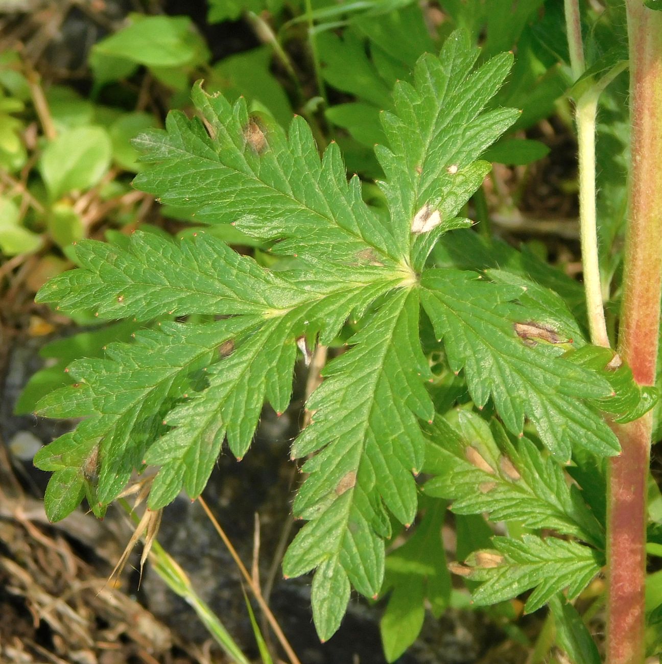 Image of Potentilla intermedia specimen.