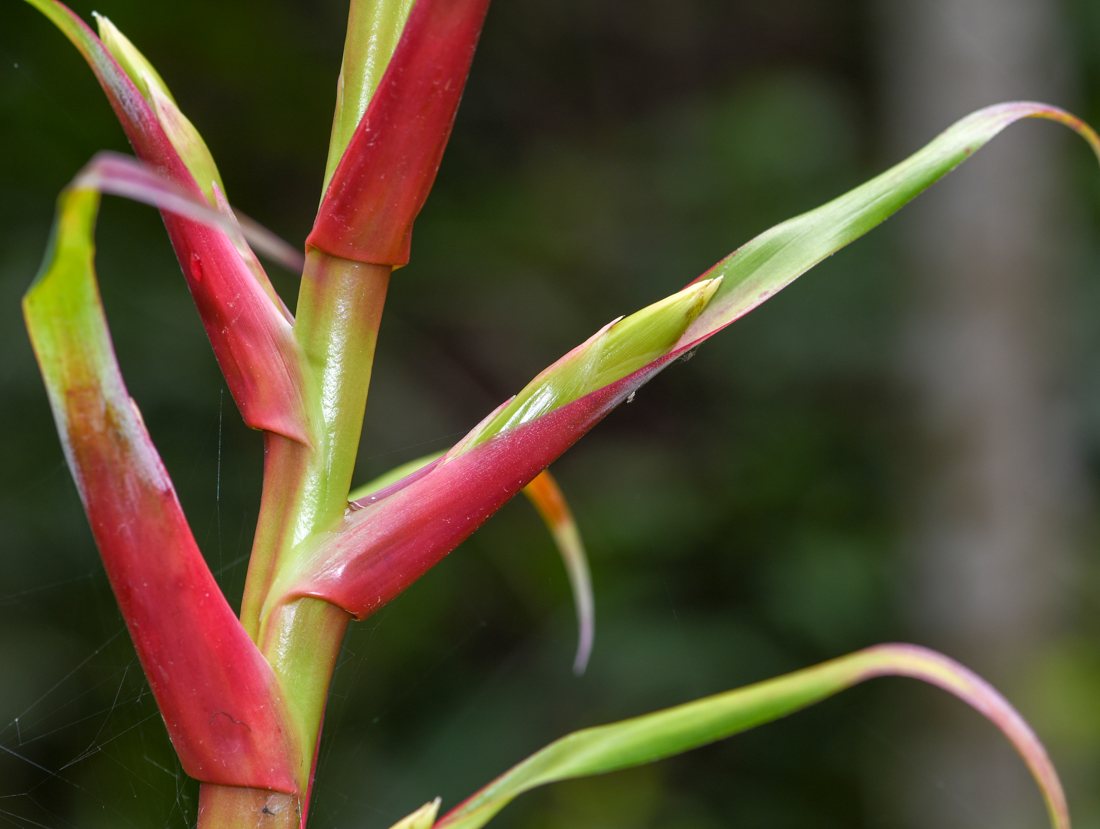 Image of Tillandsia fendleri specimen.