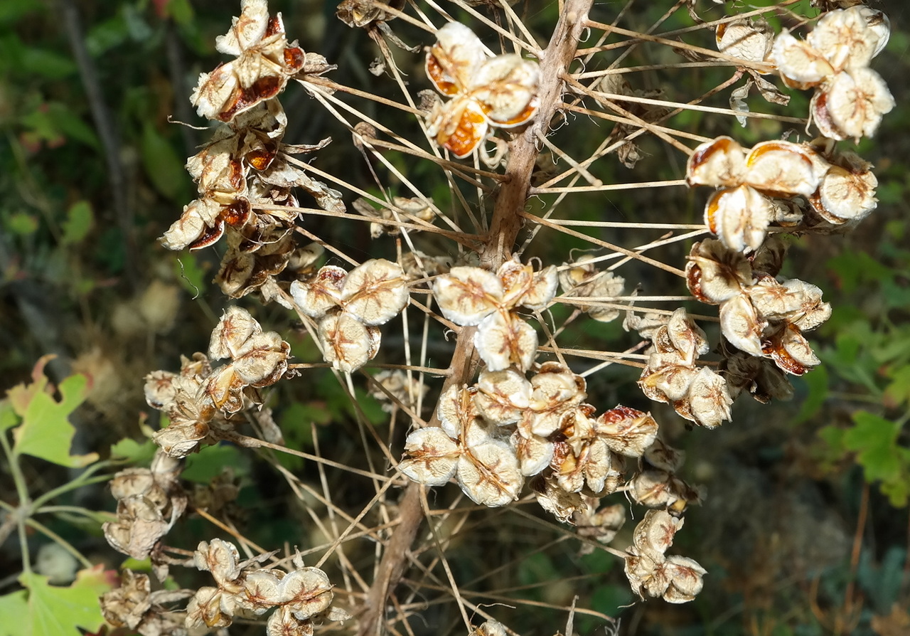 Image of genus Eremurus specimen.