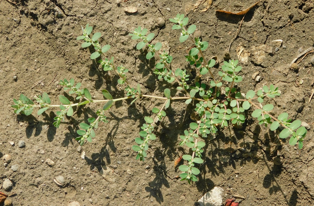 Изображение особи Euphorbia prostrata.